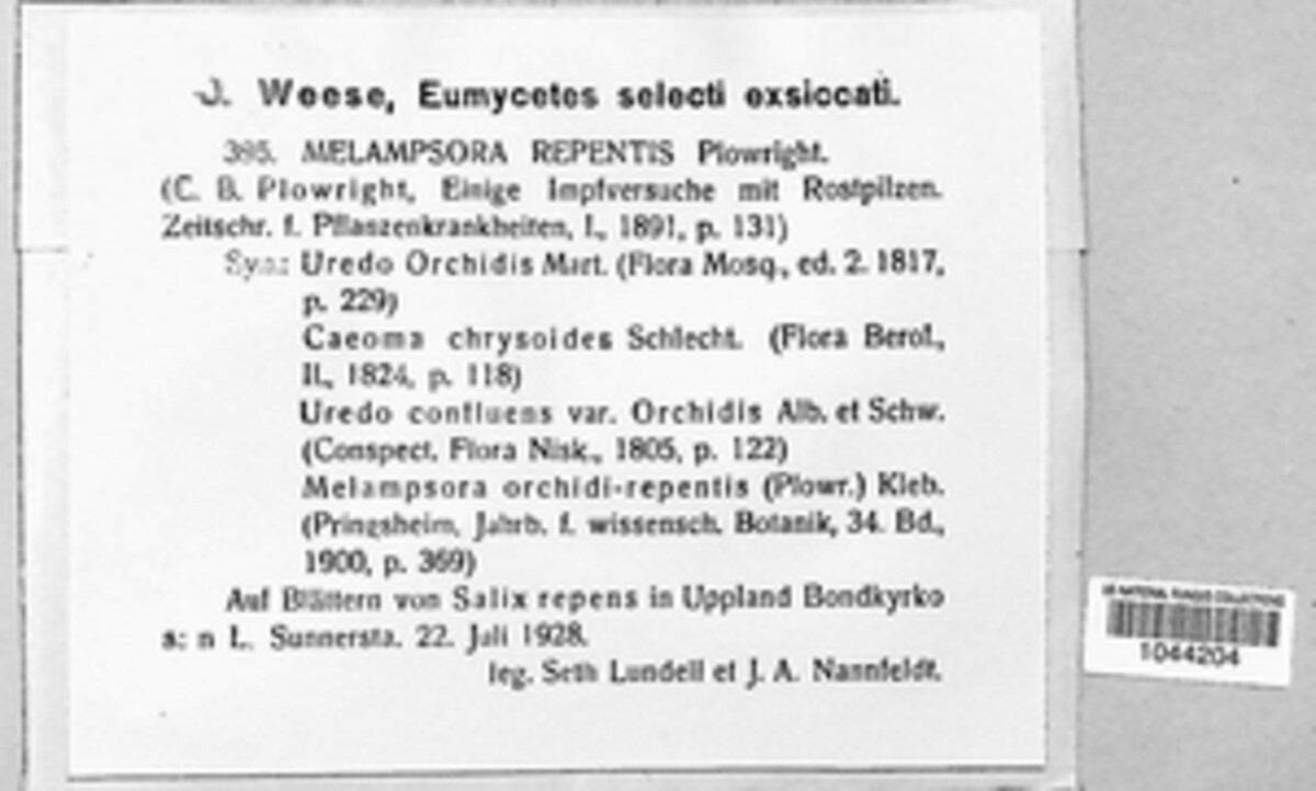 Melampsora epitea image